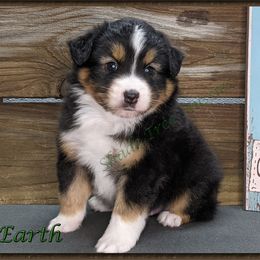 Miniature American Shepherd, Miniature Australian Shepherd, and Toy Australian Shepherd Puppies from Shade Tree Aussies