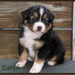 Miniature American Shepherd, Miniature Australian Shepherd, and Toy Australian Shepherd Puppies from Shade Tree Aussies