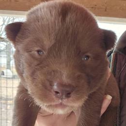 Orange boy - Red and white male Siberian Husky puppy in Terre Haute, Indiana from April's Huskies