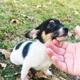 Dottie - Black and white female Chihuahua puppy in Paradise, Texas from KCL Pups