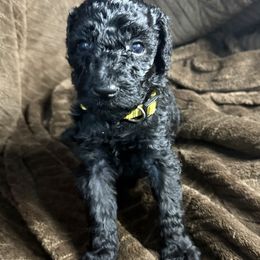 Autumn (Yellow Collar) - Black female Poodle puppy in League City, Texas from Chauffeured Poodles