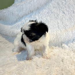 Raven - Piebald female Morkie puppy in Bennettsville, South Carolina from Cottonwood Maltese