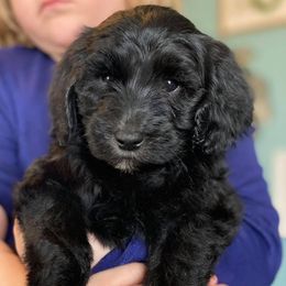 Goldendoodle Puppies from Budge Family Goldendoodles