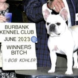 Pink - French Bulldog
