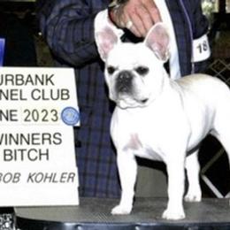 Pink - French Bulldog