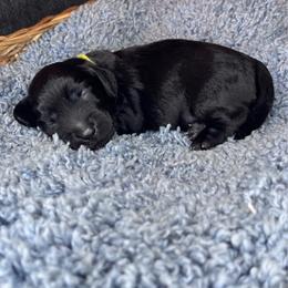 Pepper - Black female Dachshund puppy in Los Angeles, California from Mini Doxies R Us