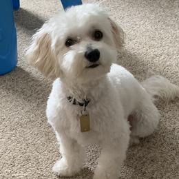 Illy - Maltipoo