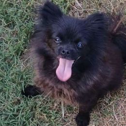 Jasmine - Pomeranian