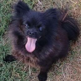 Jasmine - Pomeranian