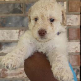 Plum - Cream female Goldendoodle puppy in Richmond, Texas from Harper’s Heartbeats