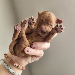 Cavalier King Charles Spaniel and Cavapoo Puppies from Heart Mountain Cavaliers