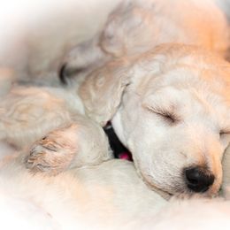 Poodle Puppies from Wispynook Poodles