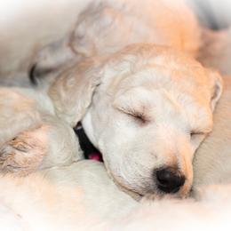 Poodle Puppies from Wispynook Poodles