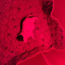 Hank - Black male Pomeranian puppy in Andrews, South Carolina from Purple Diamonds Kennel