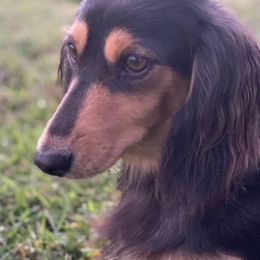 Lucy - Dachshund