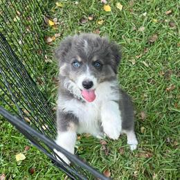 Cove - Dilute blue female Australian Shepherd puppy in Canton, Mississippi from Haven Farms Australian Shepherds