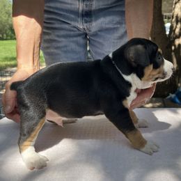 Shiloh - Black white and tan male Rat Terrier puppy in Gonzales, Texas from Sunshine Deckers
