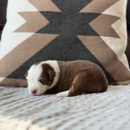 Faith - Red tri female Miniature Australian Shepherd puppy in Cody, Wyoming from Quartz Creek Aussies
