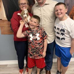 Goldendoodle Puppies from Labradoodleday