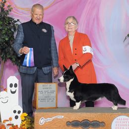 Cheers - Cardigan Welsh Corgi