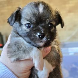 Bear - Sable spotted white male Chihuahua puppy in Tulsa, Oklahoma from Hart's Chihuahuas