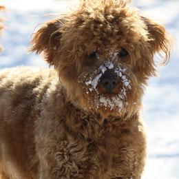 Bernedoodle, Goldendoodle, and Labradoodle Puppies from Apple Creek Doodles