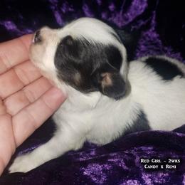 AKC - Red Girl - White black and tan female Papillon puppy in Cadiz, Kentucky from Tiny Treasures Papillons