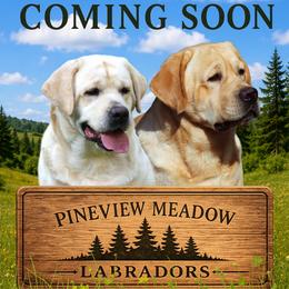 Labrador Retriever puppies from Pineview Meadow Labradors