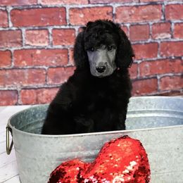 Poodle Puppies from Malone Standard Poodles