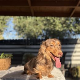 Comet - Dachshund