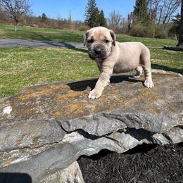 Chief - Fawn male Cane Corso puppy in Lititz, Pennsylvania from Lititz Cane Corsos