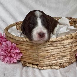 Purdy - Brown and white female Aussiedoodle puppy in Denton, Maryland from Royal Conron Doodles