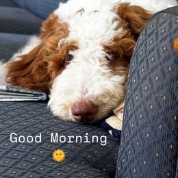 Molly - Parti female Goldendoodle puppy in Lake Charles, Louisiana from Perfect Fit Poodles & Doodles