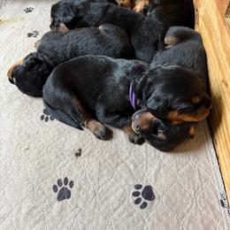Girl 3 - Black and tan female Rottweiler puppy in Cheshire, Connecticut from Von Der Hügelspitze