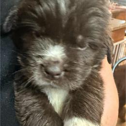 Raisin - Brown male Newfoundland puppy in Saukville, Wisconsin from Crossroads Canines ~ Newfoundland Dogs