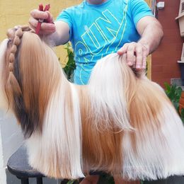 Euro - Shih Tzu