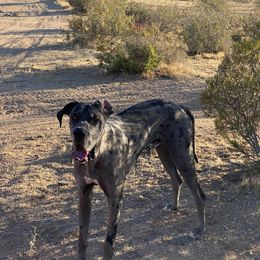 Dachshund and Great Dane All Grown Up from KIAYA BUTLER