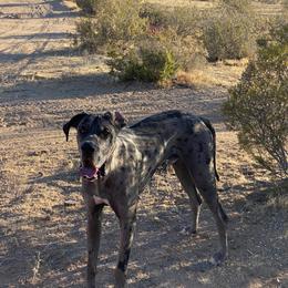 Dachshund and Great Dane All Grown Up from KIAYA BUTLER