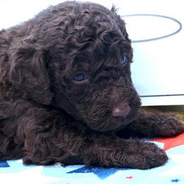Doodle - Brown male Bernedoodle puppy in Westminster, South Carolina from Goldendoodlepuppiessc
