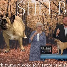 Shelby - French Bulldog