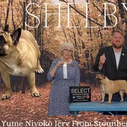 Shelby - French Bulldog