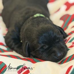 Green Boy - Black male Labrador Retriever puppy in Colorado from Albrecht Farms Labrador Retrievers