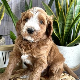Quicksilver - Red Labradoodle puppy in Chelan, Washington from North Cascades Doodles