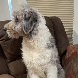 Tuke - Aussiedoodle puppy from Love my doodles/ Aussiedoodle love