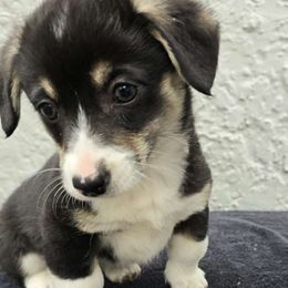 "Solstice" Purple Collar - Black and tan Pembroke Welsh Corgi puppy in Boise, Idaho from Eevee's Corgidex