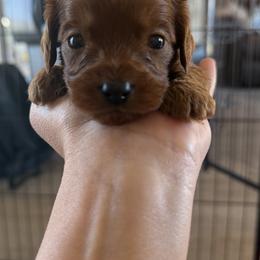 Cavapoo Puppies from Country Club Cavapoos
