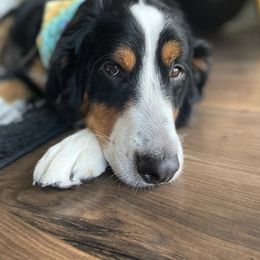 Bernedoodle All Grown Up from Salty Doodles co