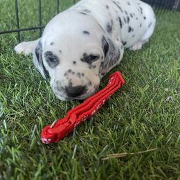 Ranger - White and black male Dalmatian puppy in Sedalia, Missouri from Missouri Dalmatians