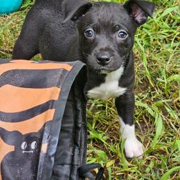 Rougarou - Black and white male Rat Terrier puppy in Lynn, Alabama from Cryptic Rat Terriers