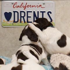 Drentsche Patrijshond Puppies from California Drents